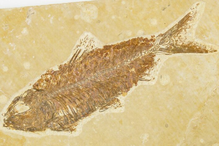 4" Detailed Fossil Fish (Knightia) - Wyoming